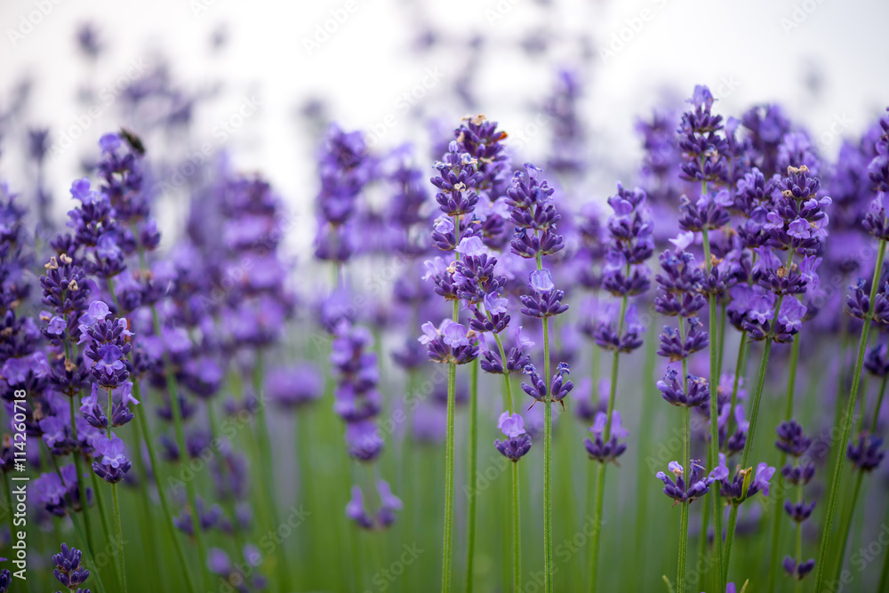 Obraz premium Meadow of lavender. Nature composition. Selective focus