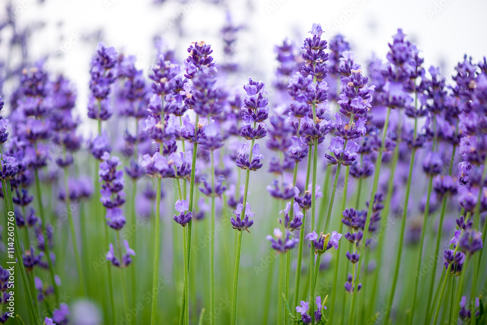 Fototapeta premium Meadow of lavender. Nature composition. Selective focus