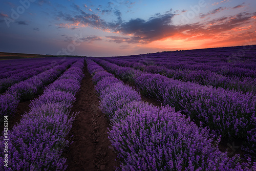 Sunrise at lavender field, near Burgas city, Bulgaria