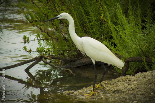 Great white Egret in the wild nature photo