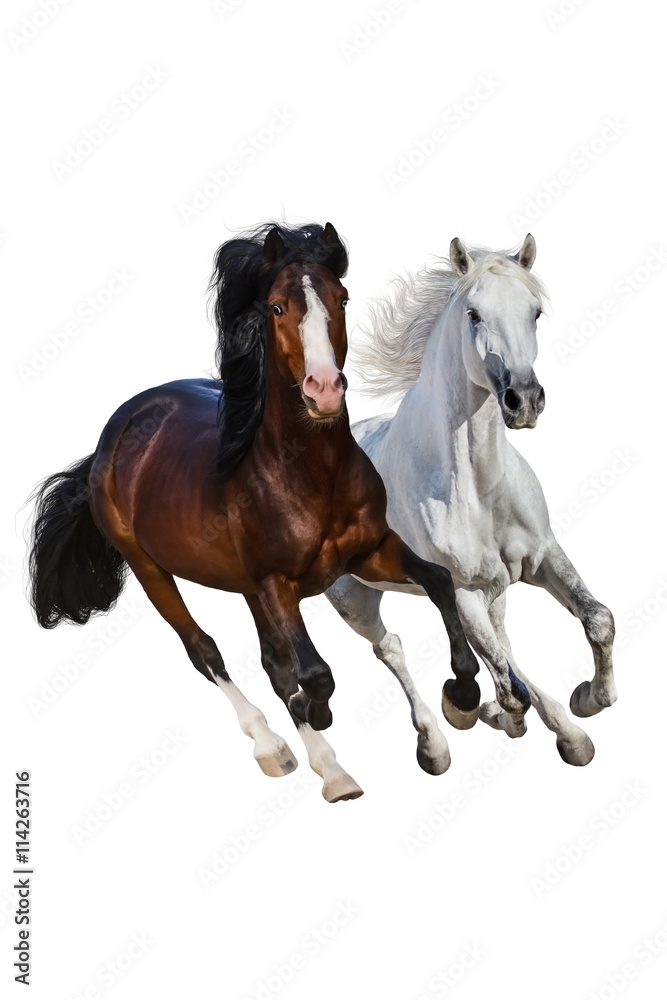 Obraz premium Two beautiful horse run gallop isolated on white background
