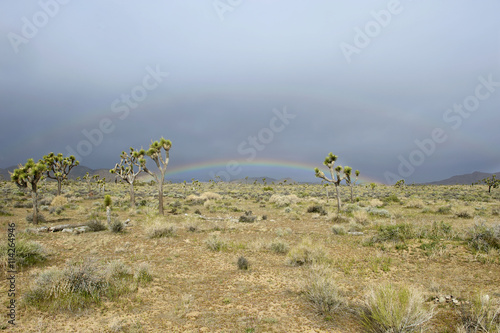 Rainbow over scrubland