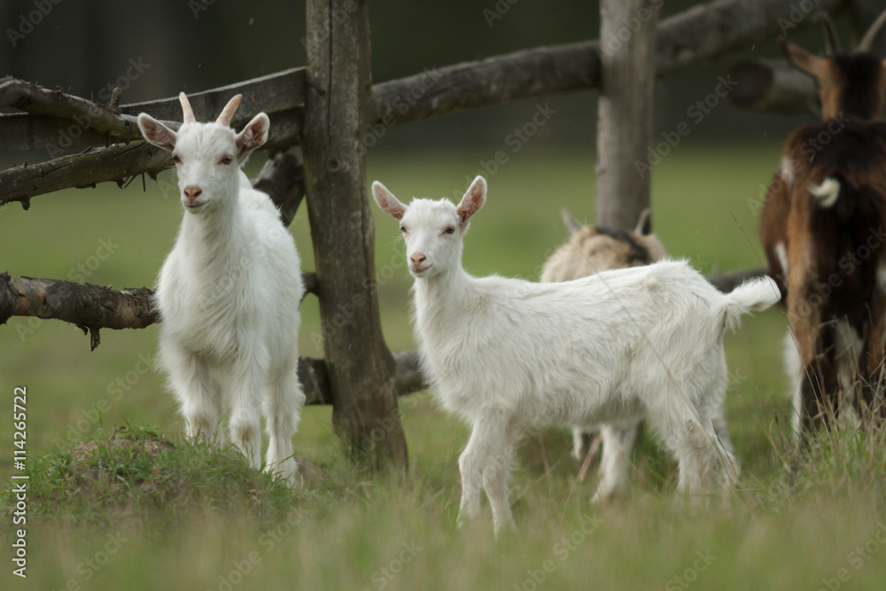 Fototapeta premium goat