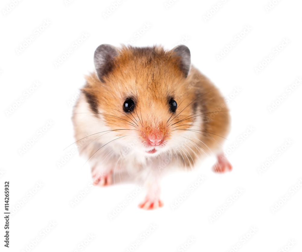 Hamster on a white background.