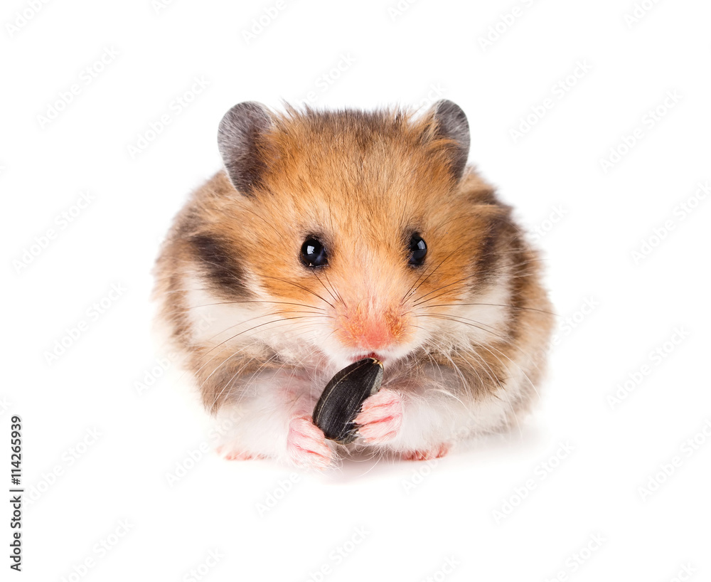 Hamster on a white background.
