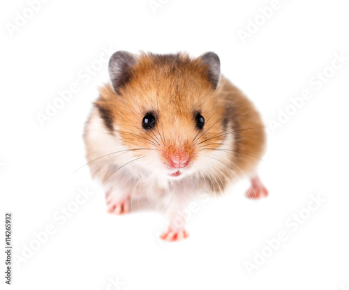Hamster on a white background.