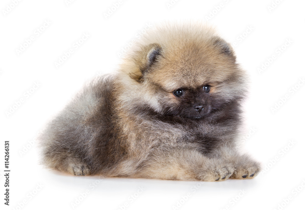 Portrait of a Pomeranian puppy age of 2 month isolated on white Portrait of a Pomeranian puppy age of 2 month isolated on white