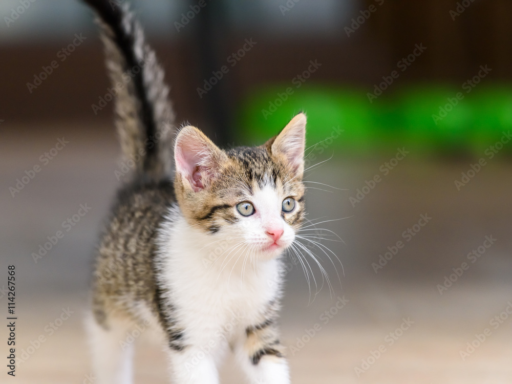 Baby Cat Playing