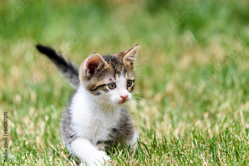 Baby Cat Playing In Grass