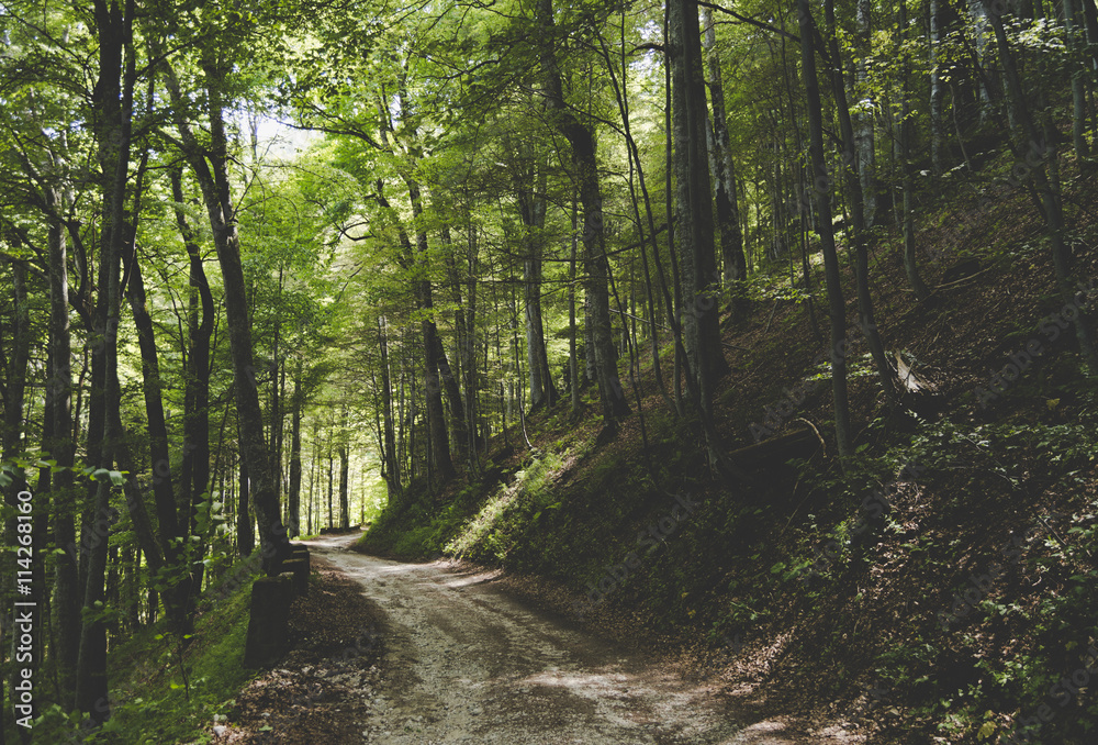 Fototapeta premium Mountain trail through the forest