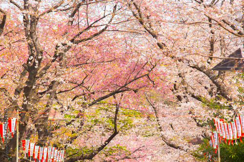 Sakura blossom in Japan photo