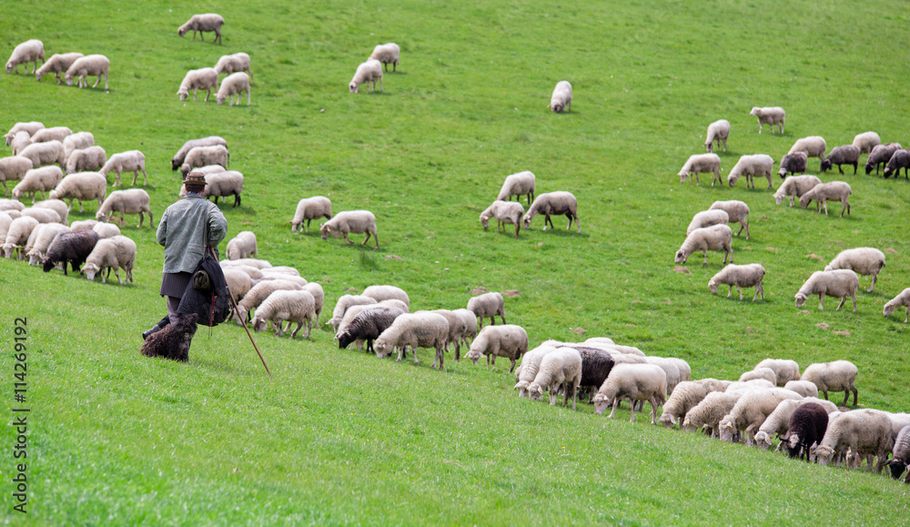 Naklejka premium Shepherd with sheep herd