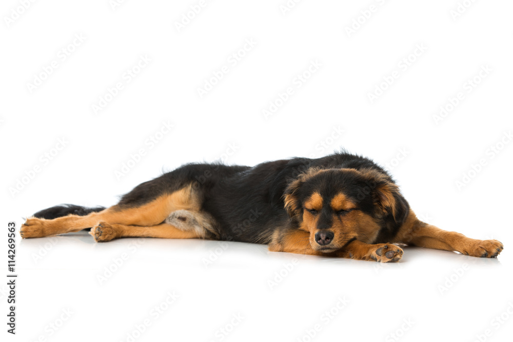 Schlafender Mischlingshund Schlafender Mischlingshund