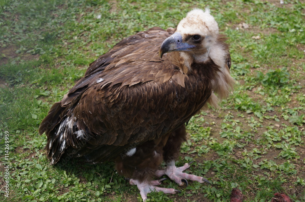 Fototapeta premium The eagle with white head