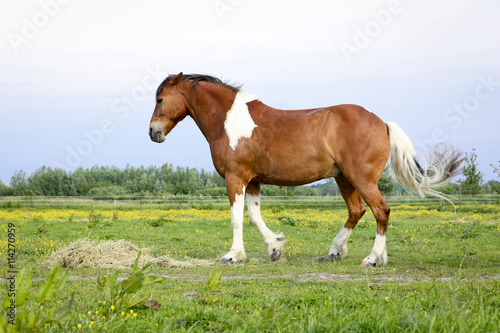 Pferd mit Futterneid