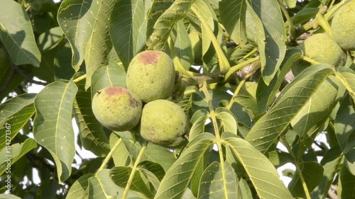 ಅಖ್ರೋಟ್আ খরোট جوز Καρύδι Орех ядка अखरोट फल Nočinas مغز گردو Vlašský ořech Грецкий плод Noce 호두 Mallo Walnoot vrucht Nocino photo