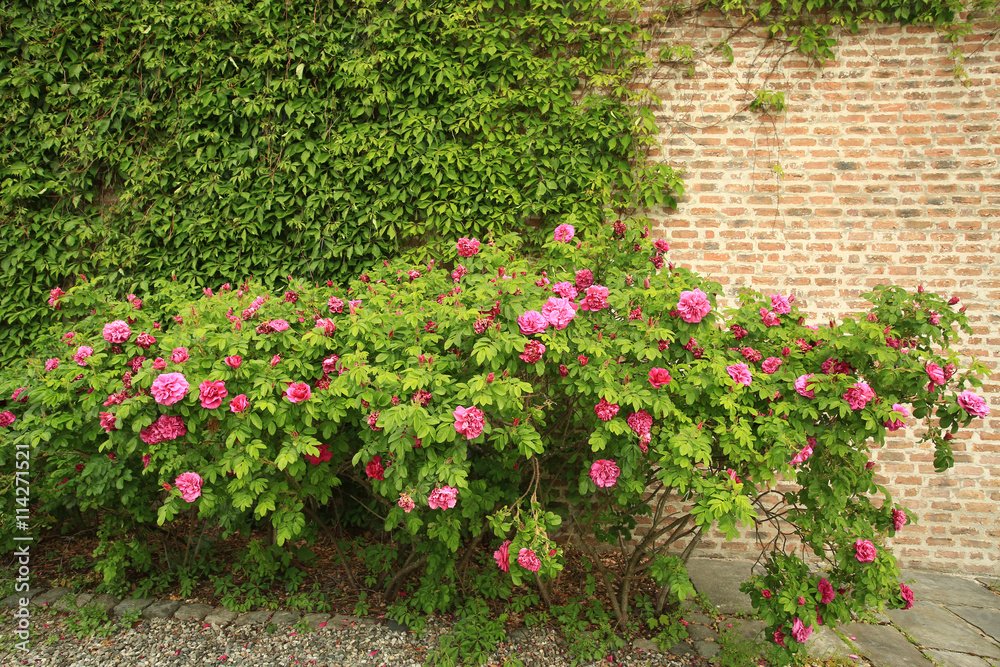 Rose bushes at the stone wall covered with green liana