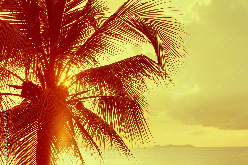 Coconut palm in sunsat.
