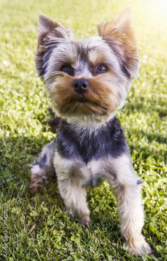 Puppy sitting on the grass with sunshine, yorkshire terrier Puppy sitting on the grass with sunshine, yorkshire terrier