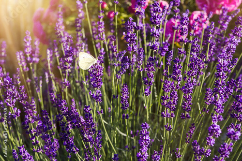 Lavender with butterfly and sunshine © mato181
