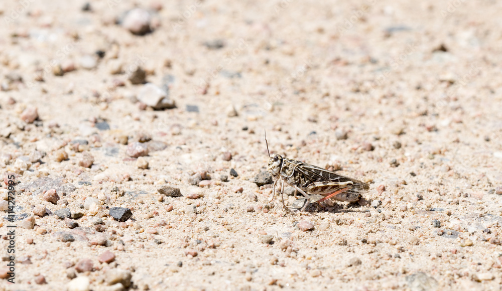 Red-shanked Grasshopper (Xanthippus corallipes) on the Ground Red-shanked Grasshopper (Xanthippus corallipes) on the Ground