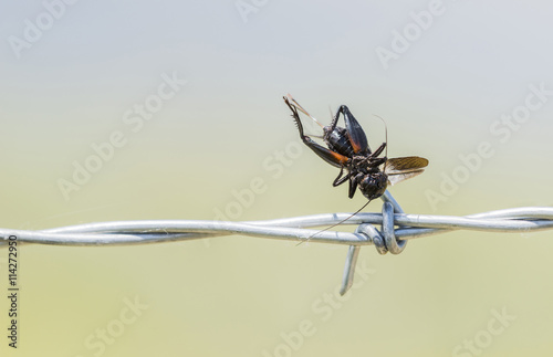 Tableau sur toile Field Cricket Impaled on Barbed Wire by a Loggerhead Shrike on the Plains of Col