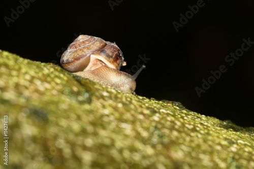 This is a photo of a snail, was taken in XiaMen exhibition garden, China. photo