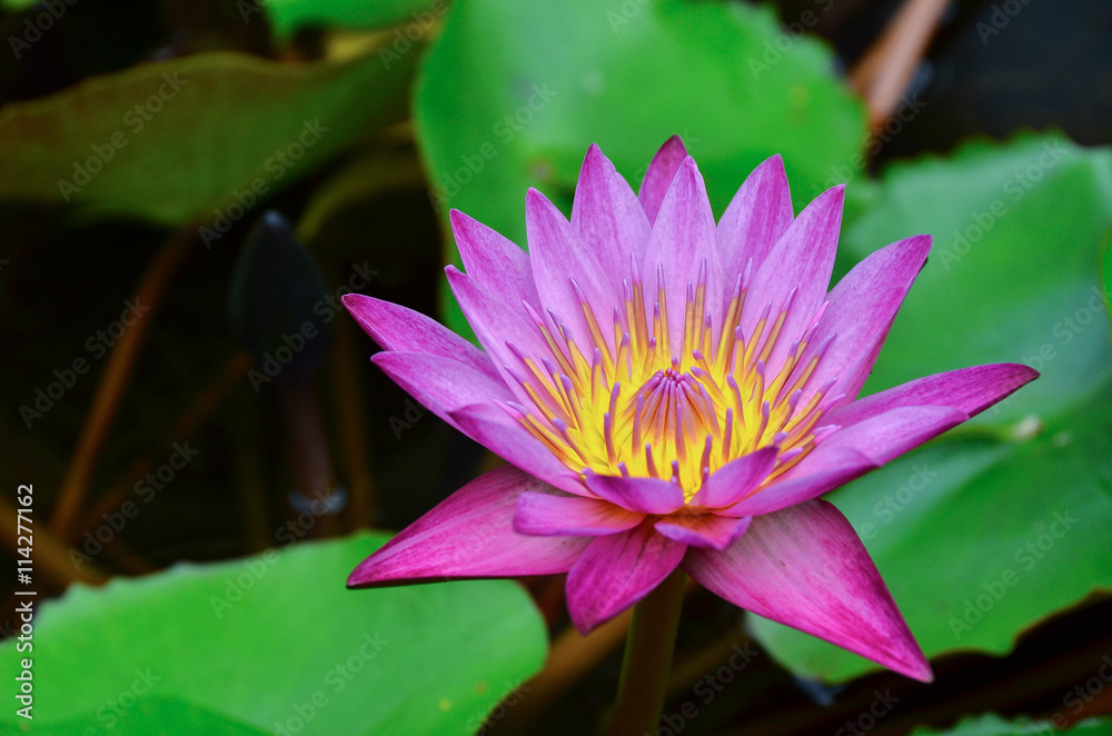 flowers pink water background nature pond green plant botany flowers pink water background nature pond green plant botany
