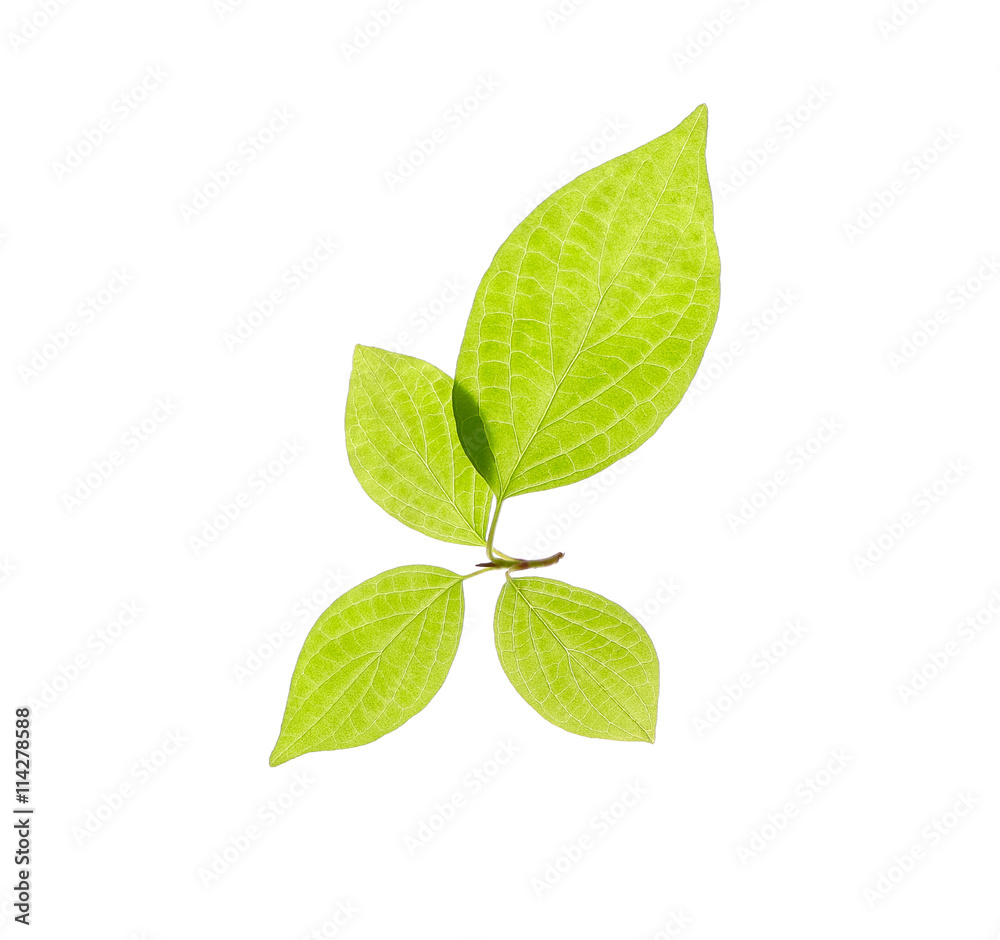 Fototapeta premium Bird cherry