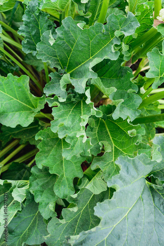 top view Fresh rhubarb growing in garden as natural background