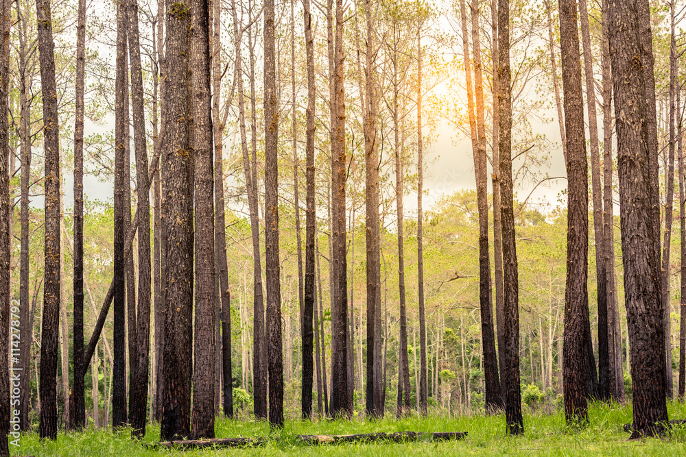 Obraz premium Forest of pine