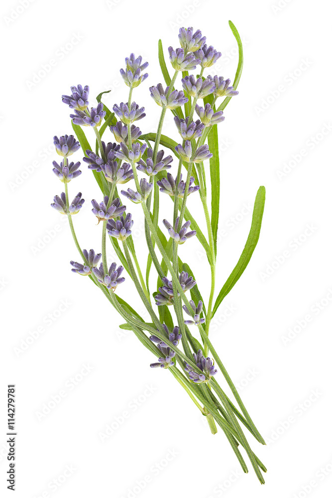 Fototapeta premium Lavender plant blossom