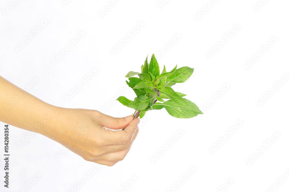 hands hold Sweet basil leaves on white background ,selective focus hands hold Sweet basil leaves on white background ,selective focus