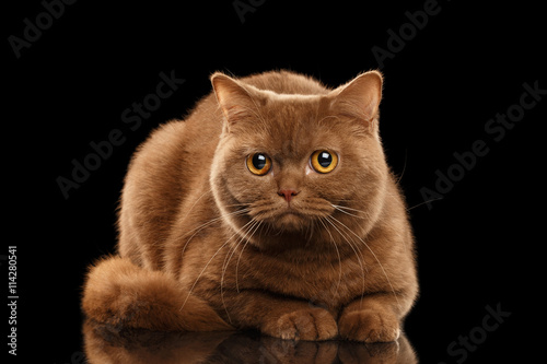 British Cat Cinnamon color Lying and Curious Looks, Isolated Black Background, Front view
