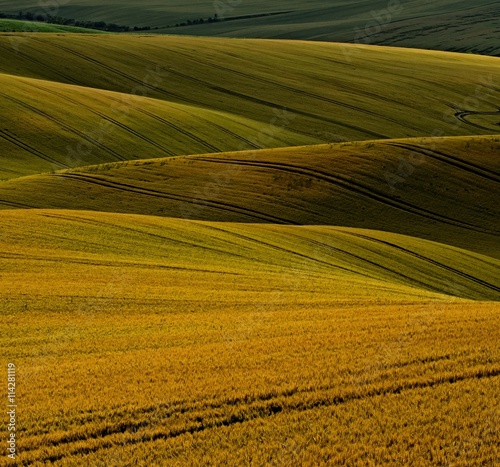 Ripen grain on South Moravia