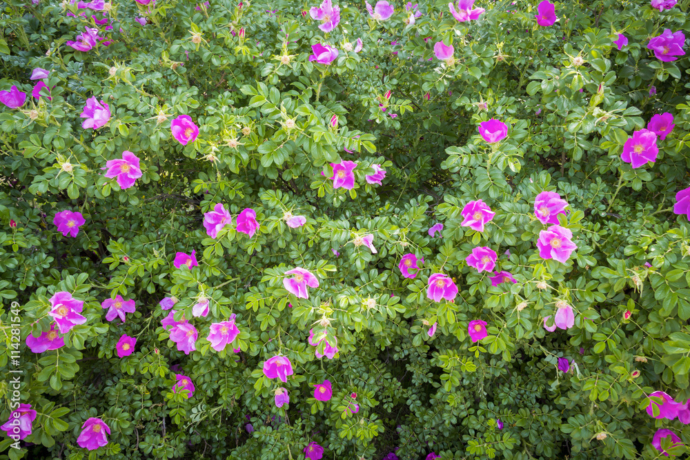 Bushes of a blossoming dogrose