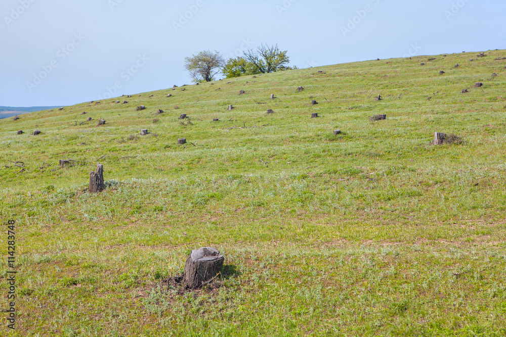 Obraz premium hill with stumps
