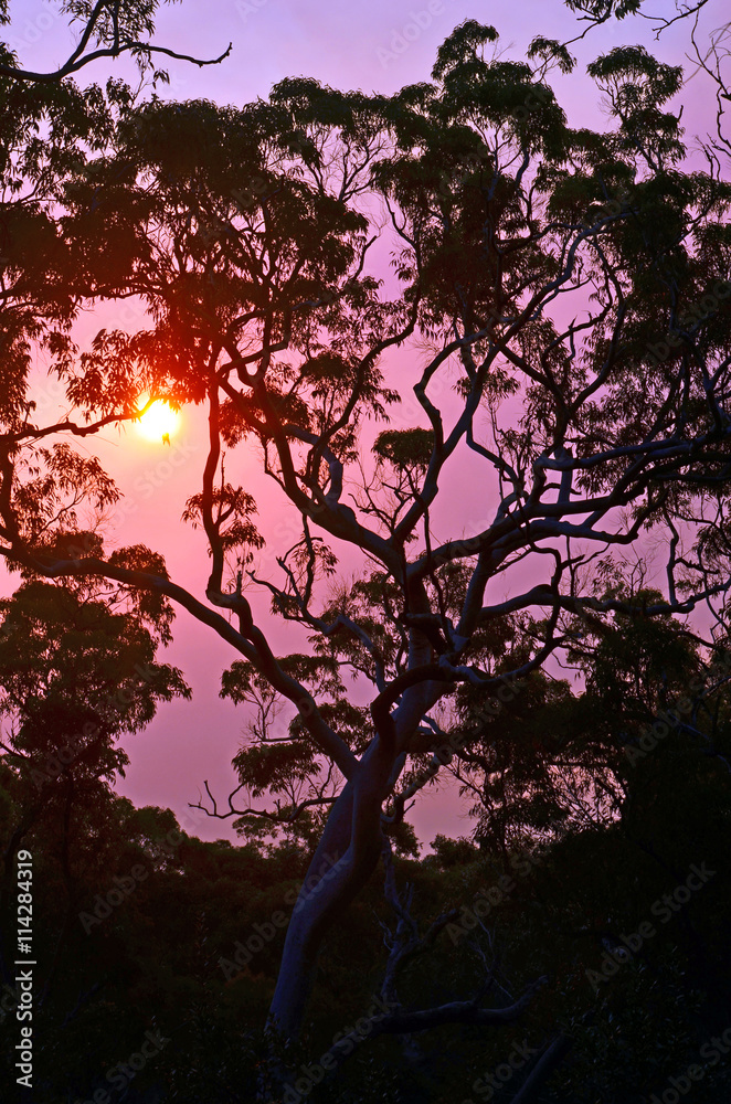 Pink sunset behind a giant gum (Eucalyptus) tree in the Australian bush Pink sunset behind a giant gum (Eucalyptus) tree in the Australian bush
