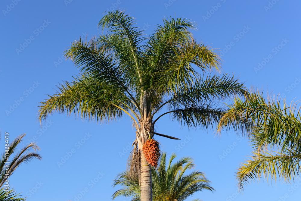 Obraz premium palm tree blue sky