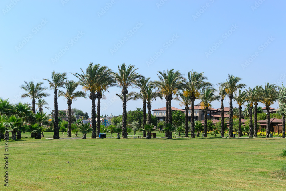 palm trees landscape