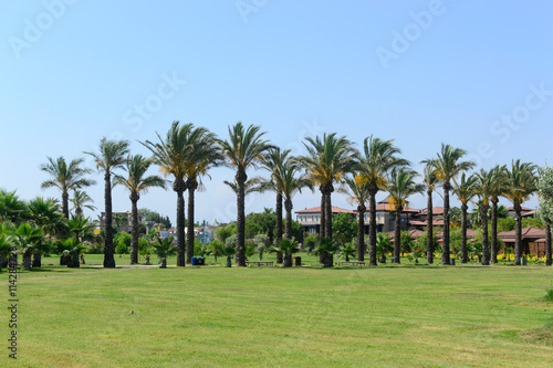 palm trees landscape