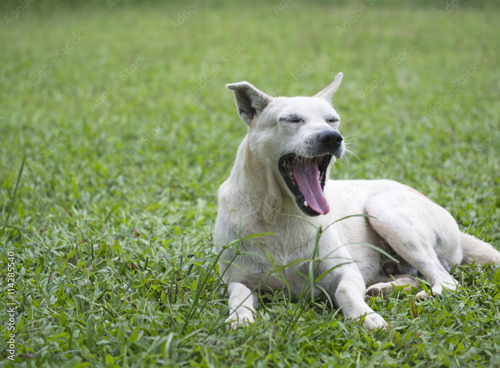 The dog sitting in grass
