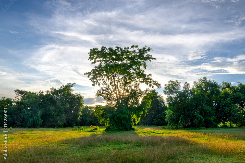 Obraz premium Tree and sunlight
