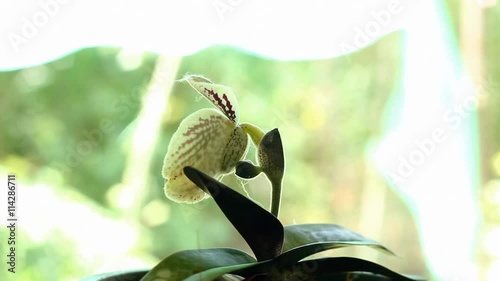 Turn Around of Orchid name 's 