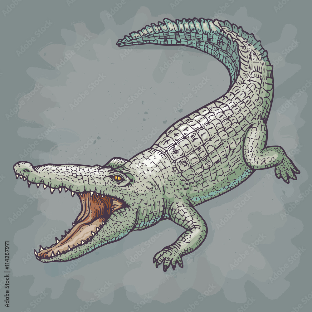 Fototapeta premium Crocodile, Vector illustration.