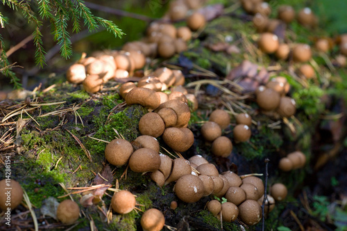 Mushrooms in forest in summer