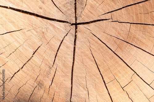 Wooden texture of cut cherry tree, The intersection of the tree
