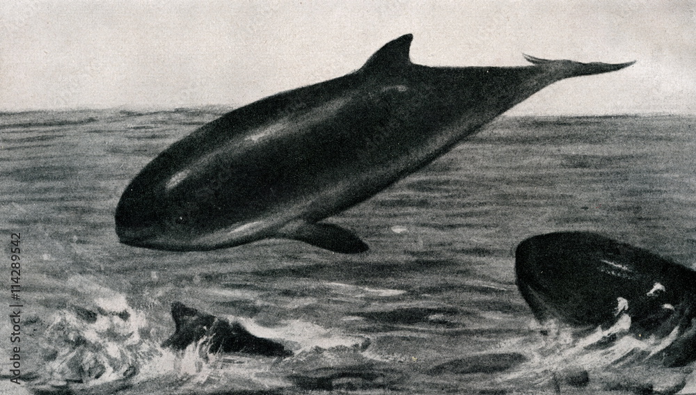 Naklejka premium Harbour porpoise (Phocoena phocoena; Phocaena communis Lesson, 1827 ) from Brehm's Animal Life, 1927