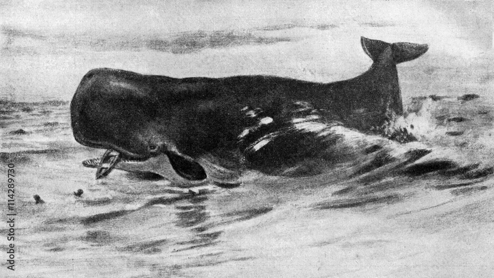 Naklejka premium Sperm whale (Physeter macrocephalus) from Brehm's Animal Life, 1927