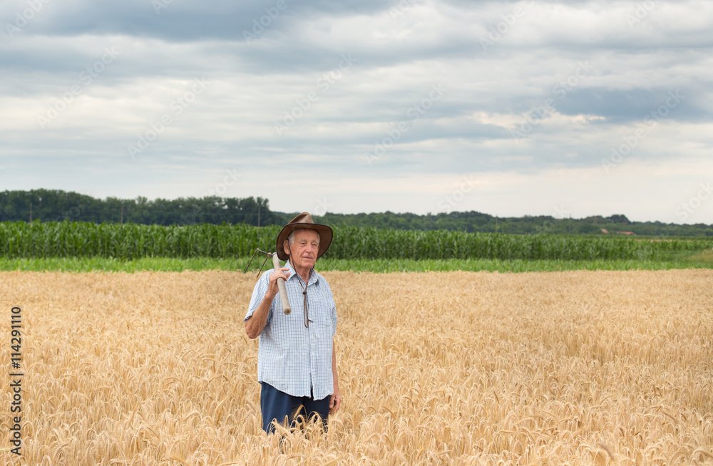 Senior peasant in golden barley field Senior peasant in golden barley field